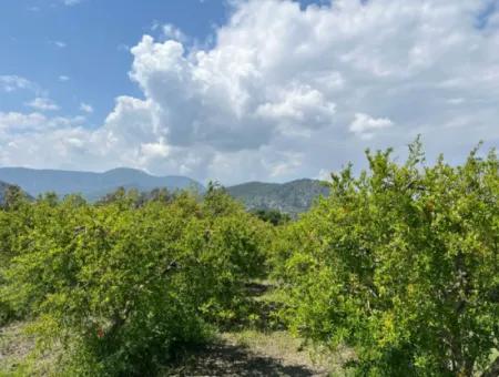 Dalyan Maraş Mevkiinden 5,100M2 %5 Konut İmarlı Satılık Arsa