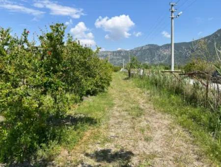 Dalyan Maraş Mevkiinden 5,100M2 %5 Konut İmarlı Satılık Arsa