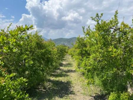 Dalyan Maraş Mevkiinden 5,100M2 %5 Konut İmarlı Satılık Arsa