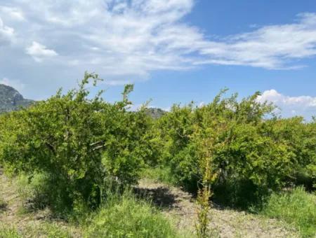 Dalyan Maraş Mevkiinden 5,100M2 %5 Konut İmarlı Satılık Arsa