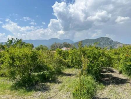 Dalyan Maraş Mevkiinden 5,100M2 %5 Konut İmarlı Satılık Arsa