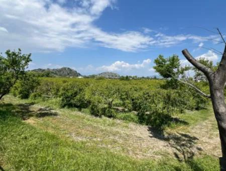 Dalyan Maraş Mevkiinden 5,100M2 %5 Konut İmarlı Satılık Arsa