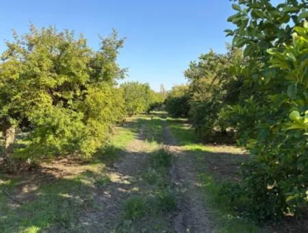 Eskiköy'de 6150M2 Satılık Limon Ve Nar Bahçesi