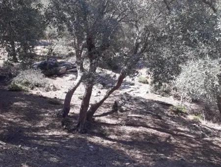 Çandır Satılık Arsa Çandır İztuzudaya Yakın 2367M2 Satılık 2B