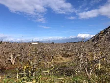 Dalyan Satılık Arazi İztuzu Yollu Üzerinde 24,000M2 Satılık Nar Bahçesi