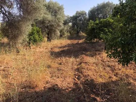 Köyceğiz Yangı'da Satılık Arsa Tarla 9406M2 Satılık Arsa