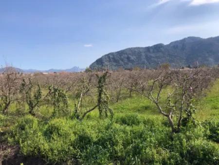 Dalyan'da 5500M2 Satılık Arsa