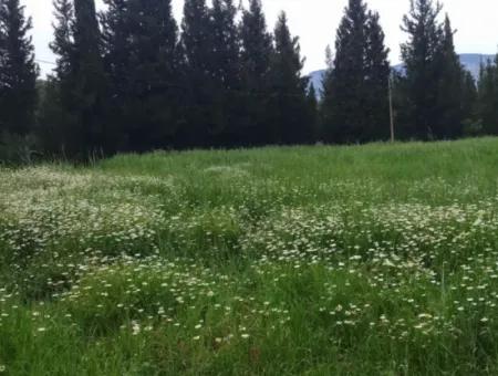 Çamlida  Satılık Arsa 11516M2 Satlık Bahçe