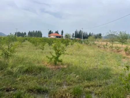 Dalyan'da 6500M2 Satılık Tarla