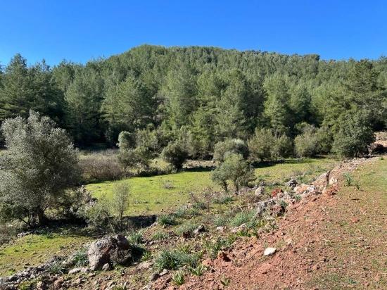 Gökbel'de Doğa Ve Orman İçerisinde Satılık Tarla